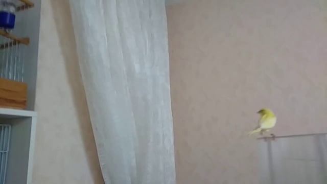 Обзор канареек смотреть онлайн