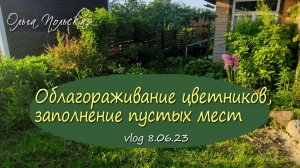 Пересадки, заполнение пустых мест в цветниках и другие | Vlog Дача как есть. Хроника 8.06.2023