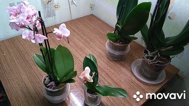 Предпразничный привоз орхидей в ОБИ Екатеринбург.Мои покупки. смотреть онлайн