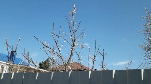 Через забор к соседу...