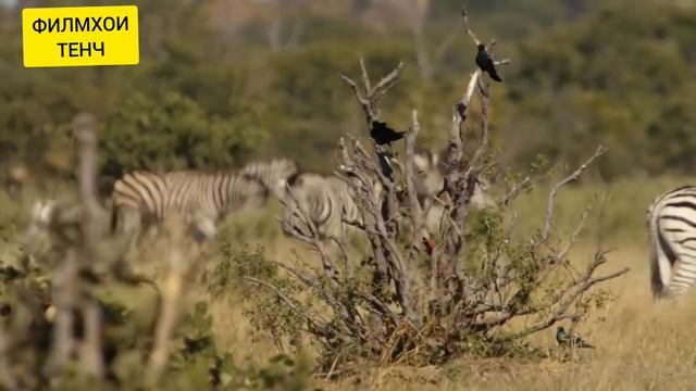 Олами Хайвонот! Тудаи Шерҳо да биëбони Африка смотреть онлайн