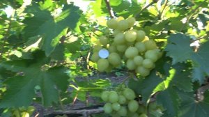 ГФ винограда  Жасмин  2022  Бурдак А В