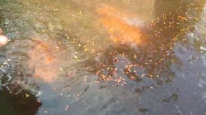 СОБРАЛИ ЯГОДЫ КИЗИЛЬНИКА,ПРОПУСТИЛИ ЧЕРЕЗ КОРМОРЕЗКУ,ПРОМЫЛИ,ПОДГОТОВИЛИ К СТРАТИФИКАЦИ И ПОСАДКЕ