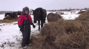 Как у нас происходит отъём жеребят