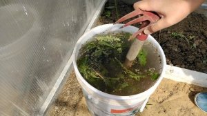 Огород. Зеленое удобрение из травы - чем заменить навоз, куриный помет