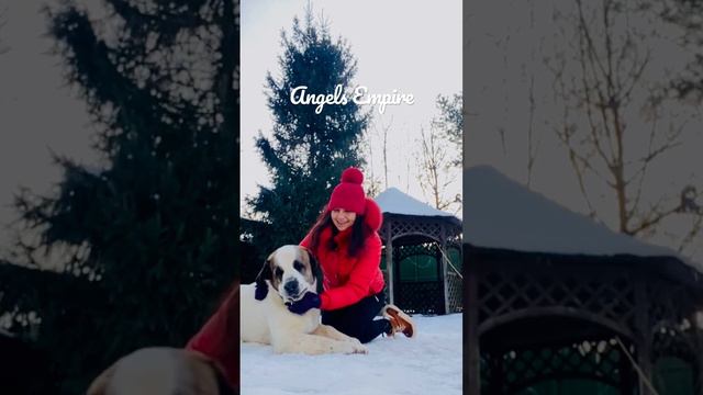 Алабай Тигр #angelsempire #домашниеживотные #мимими #алабай #волкодав #сао #дрессировка смотреть онлайн