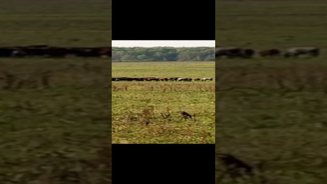коровки идут домой