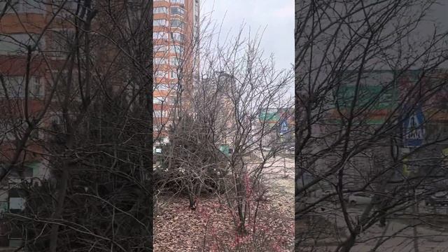 Шишки везде, надо только хотеть видеть. смотреть онлайн