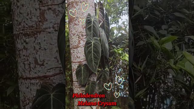 Philodendron Melano Crysum 😍🥰 #short