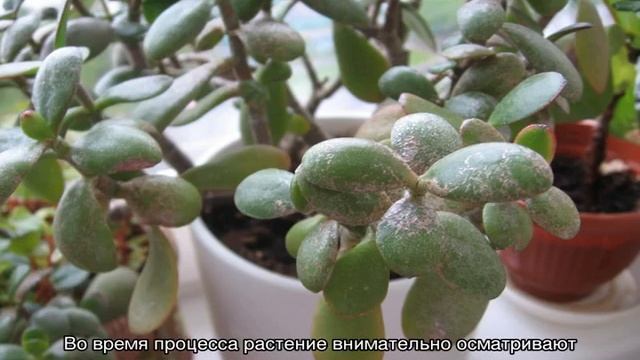 Болезни денежного дерева — как реанимировать смотреть онлайн