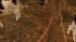 Выращивание телят по новой технологии