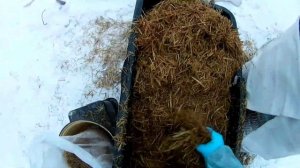 Приготовление субстрата, набивка грибных блоков