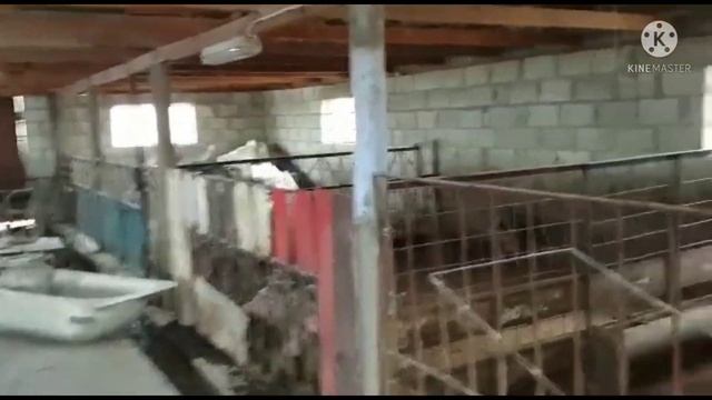 СУПЕР САРАЙ ДЛЯ СВИНЕЙ‼️‼️‼️СТОИМОСТЬЮ 6 ТЫСЯЧ ЕВРО смотреть онлайн