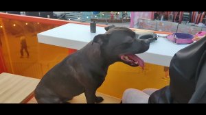 Staffie СевКабельПорт relax