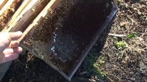 Размеры ловушки, картонные ловушки и что я делаю с пойманными роями пчёл