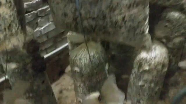 Очень много грибов Вешенки М2191. Бизнес выращивания грибов в домашних условиях. смотреть онлайн