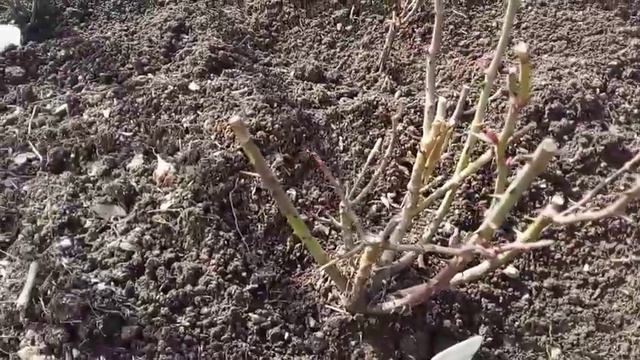 Дела садовые. хроника.24 апреля 2022 год смотреть онлайн