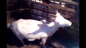 Коза не беременна? Способы определения беременности у коз!