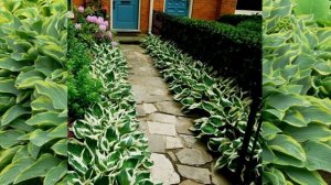 ХОСТЫ В ЛАНДШАФТНОМ ДИЗАЙНЕ САДА