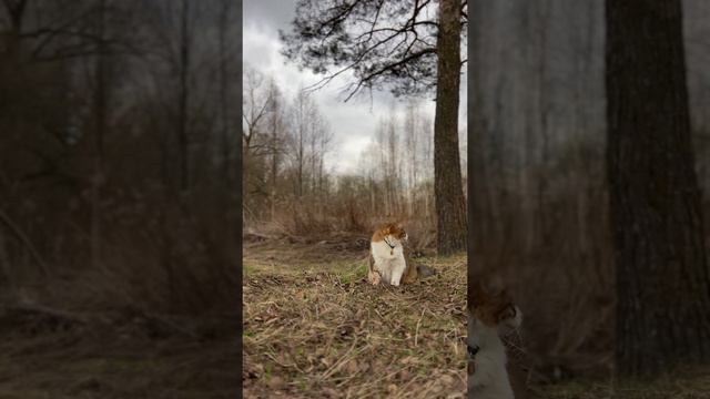 Распустил хвост, как веник.