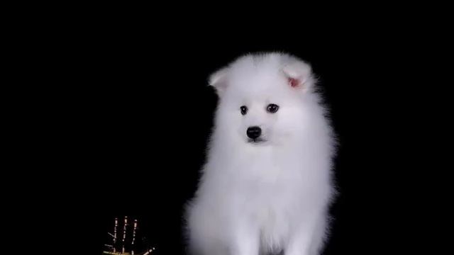 Щенки породы Японский шпиц в Ульяновске