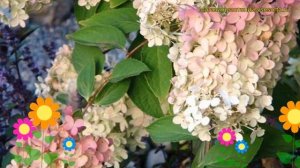 Гортензия метельчатая Ангел Блаш. Краткий обзор, описание hydrangea paniculata Angels Blush