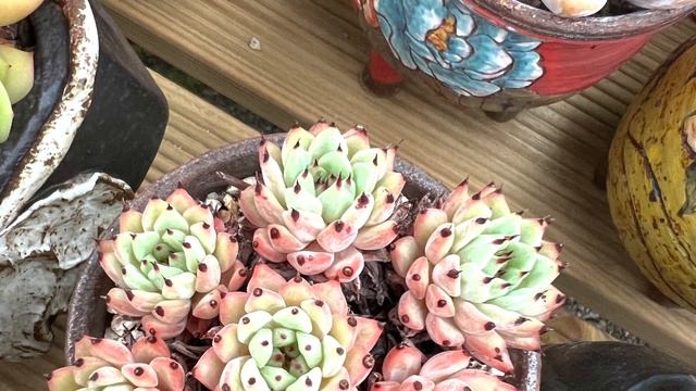 Korean succulents farm visiting by cactus & succulents lover ♥️🌵! Awesome plants tour! смотреть онлайн