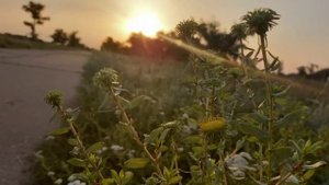 ЛИМАНСКОЕ РАЗДЕЛЯНСКИЙ РАЙОН ОДЕССКАЯ ОБЛАСТЬ