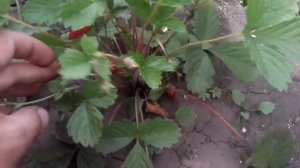 Китайская клубника, оказалась земляникой