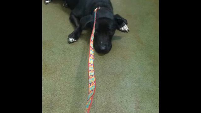 Собака сидела в углу и не шевелилась.Только посмотрите почему? смотреть онлайн