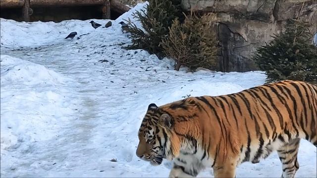 Московский зоопарк 2022. Амурский тигр смотреть онлайн