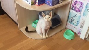 КОТОПЕС ПОРОДА ДЕВОН-РЕКС