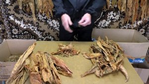 Табаководство: Делаем мешку табака в листе.