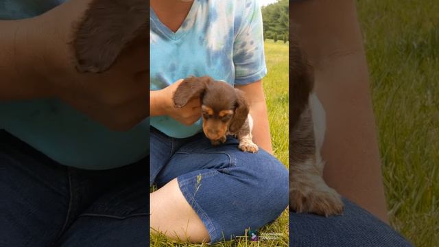 Meet Bernie, the Chill Mini Dachshund Pup!