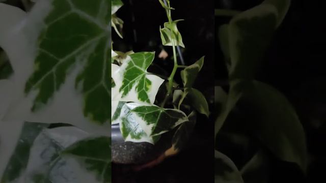 ENGLISH IVY PLANT