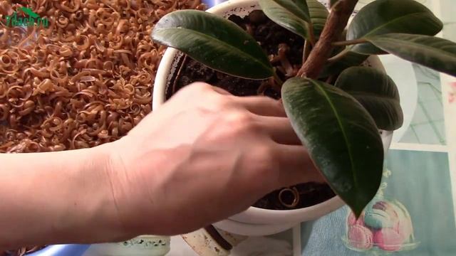 Обработка Дегтярным мылом растений, как развести раствор смотреть онлайн