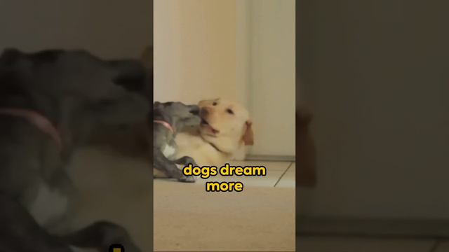 Inside Dogs' Dreams: Do They Remember Us?