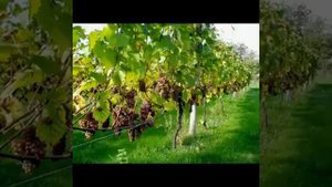 Бисмилахи Рохмани Рохим