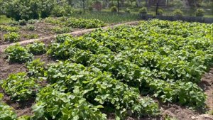 Продажа дома Волгоградская обл., р.п. Городище, ул. Краснознаменская