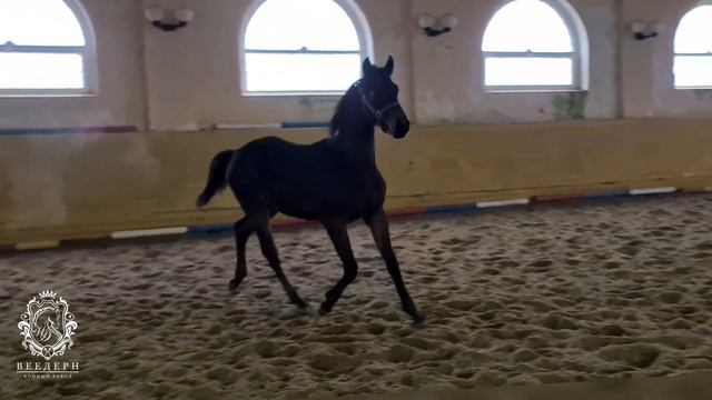 Жеребец ХВАЛЕНЫЙ WD 2023 г.р.  жеребятаотHochmeister