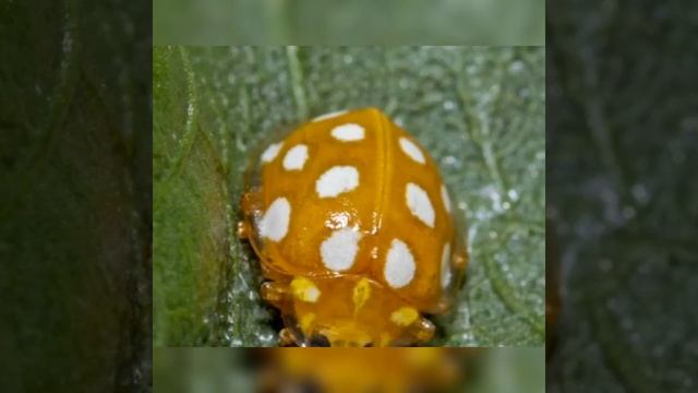 Разновидности божьих коровок смотреть онлайн