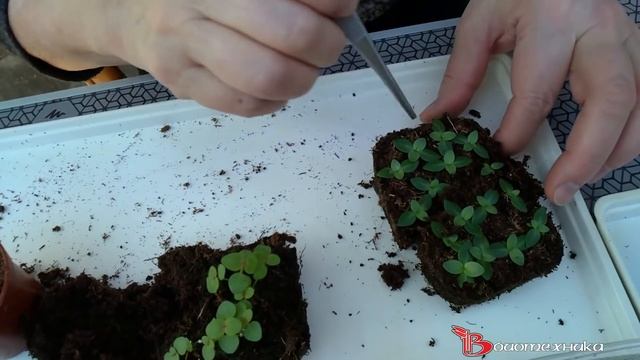 Тайны выращивания ЭУСТОМЫ от посева до цветения.