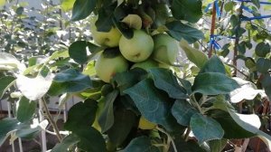 Колоновидная яблоня. Как правильно формировать колоновидную яблоню. Супер урожай колоновидной яблон