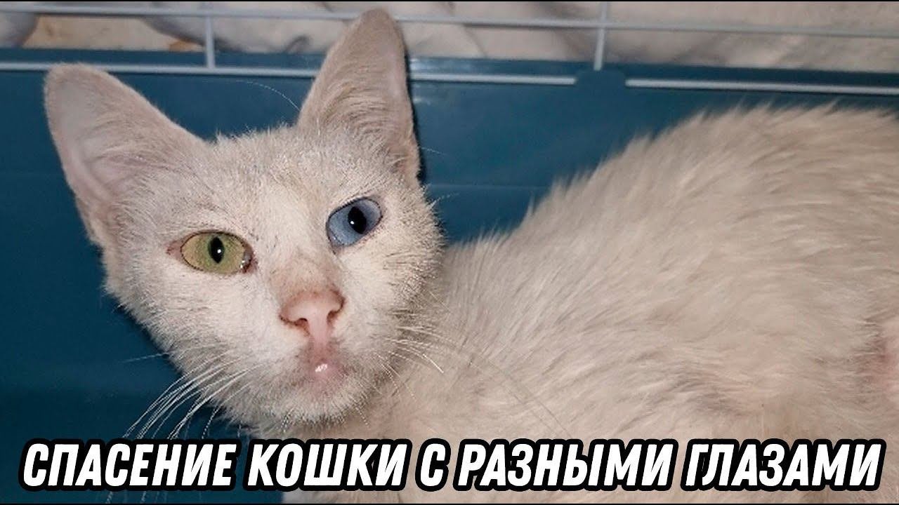 Спасение кошки после нападения собаки! Кошка сильно покусана!