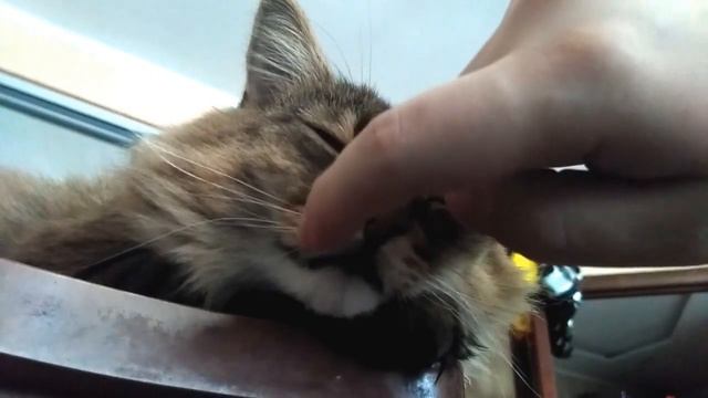 Хранитель снов смотреть онлайн