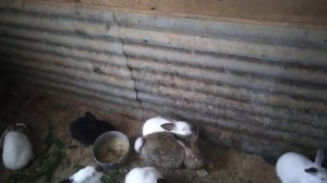3 дневные крольчата.🐰🐰🐰