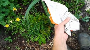 Внесение доломитовой муки в хризантемы.