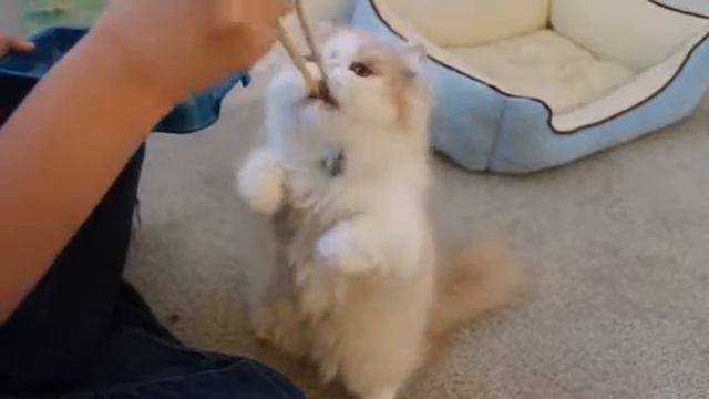 Суши-кот смотреть онлайн