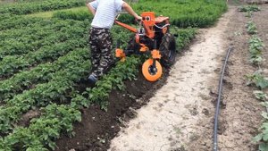окучивание картофеля дизельным мотоблоком с дисковыми окучниками