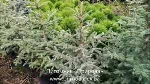 Питомник Природа Ель глаука   голубая, сизая, зелёная